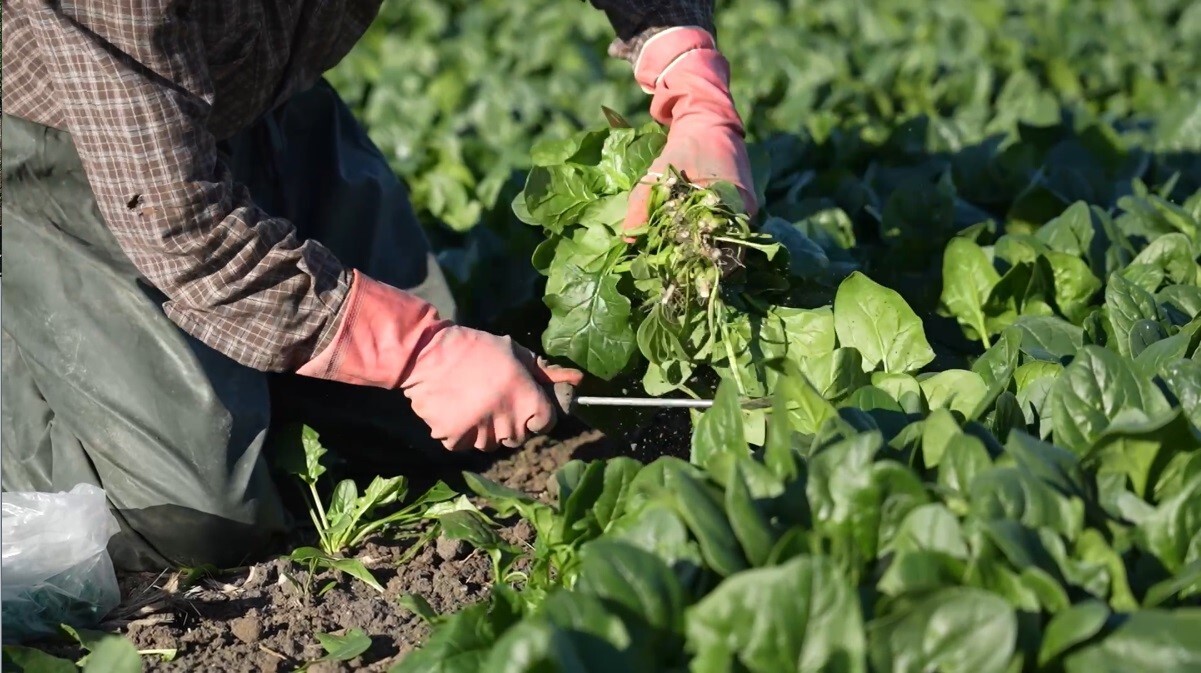 OSMANİYE’DE ISPANAK HASADI BAŞLADI