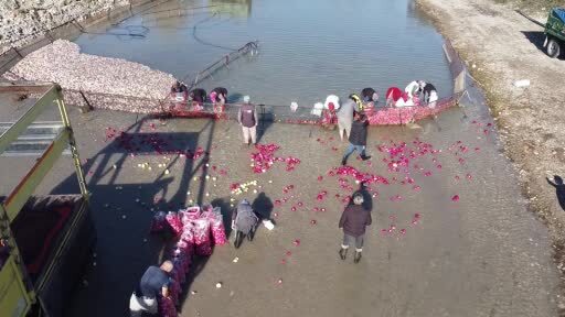 Osmaniye’nin Kadirli ilçesinde turp mesaisi: Soğuk suyun içinde ekmek mücadelesi