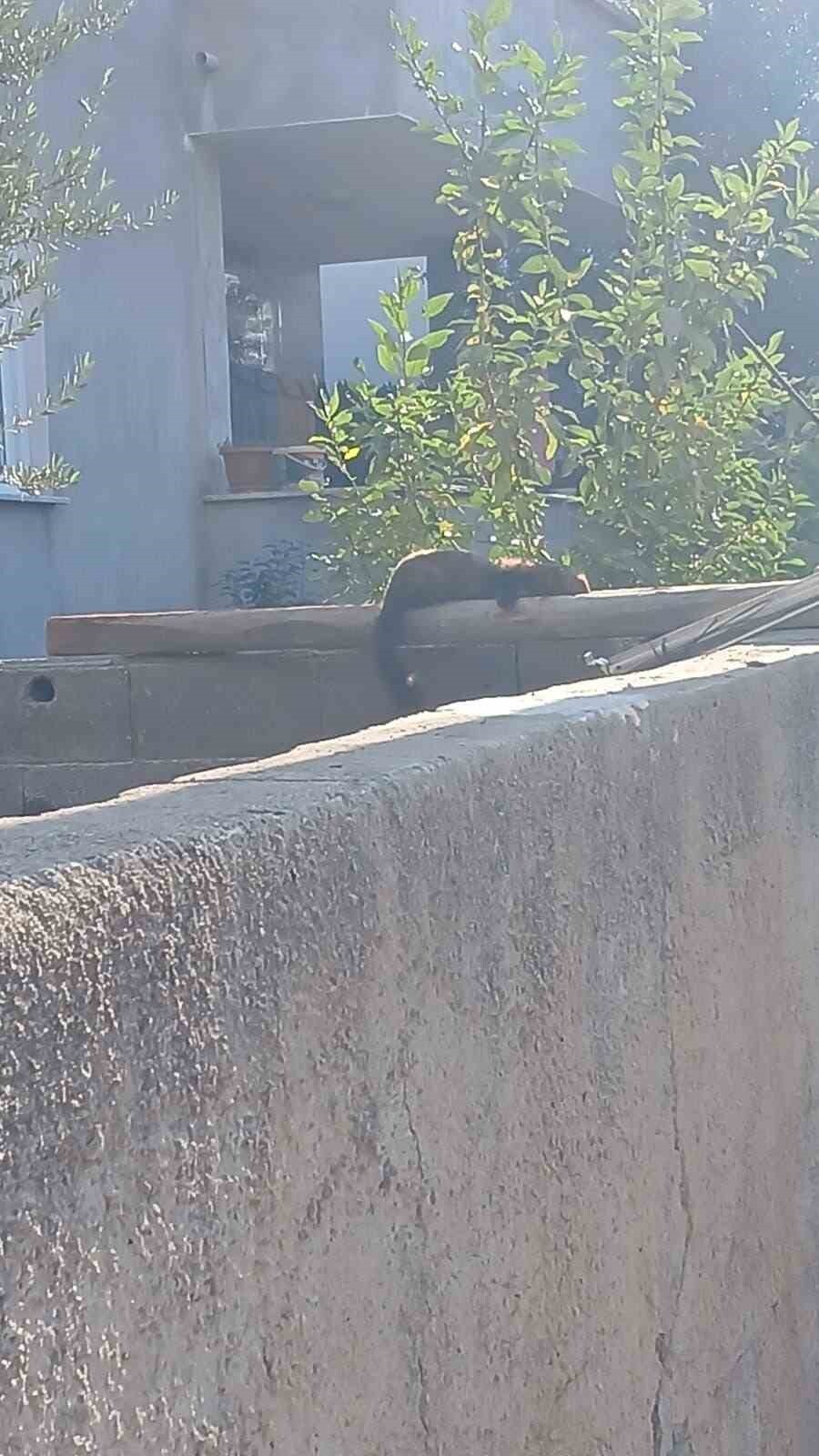 OSMANİYE ŞEHİR MERKEZİNDE, GÜNDÜZ SAATLERİNDE BİR DUVARIN ÜZERİNE ÇIKIP GÜNEŞLENEN SANSAR...