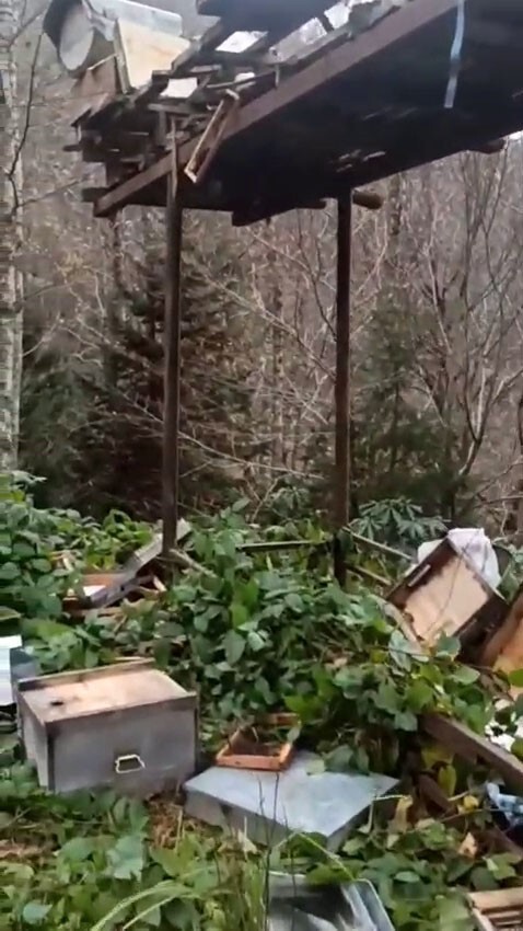 RİZE’DE AYILAR ARICILARIN ALDIĞI ÖNLEMLERİNİ DE AŞARAK YİNE KOVANLARA ZARAR VERDİ