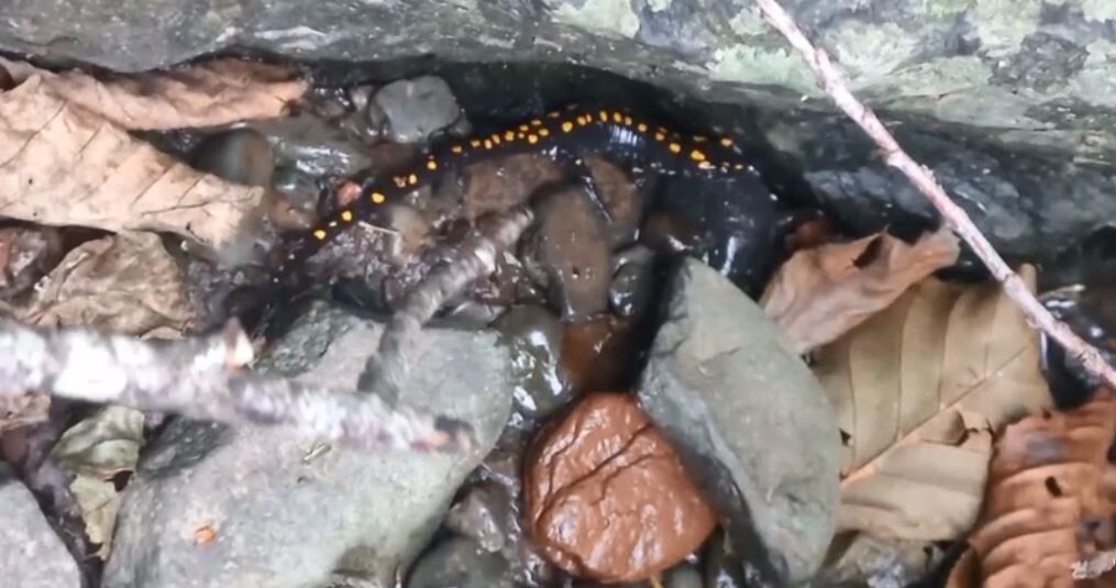 RTVİN’İN ŞAVŞAT İLÇESİNDE KORUMA ALTINDAKİ OLAN  KAFKAS SEMENDERİ GÖRÜNTÜLENDİ.