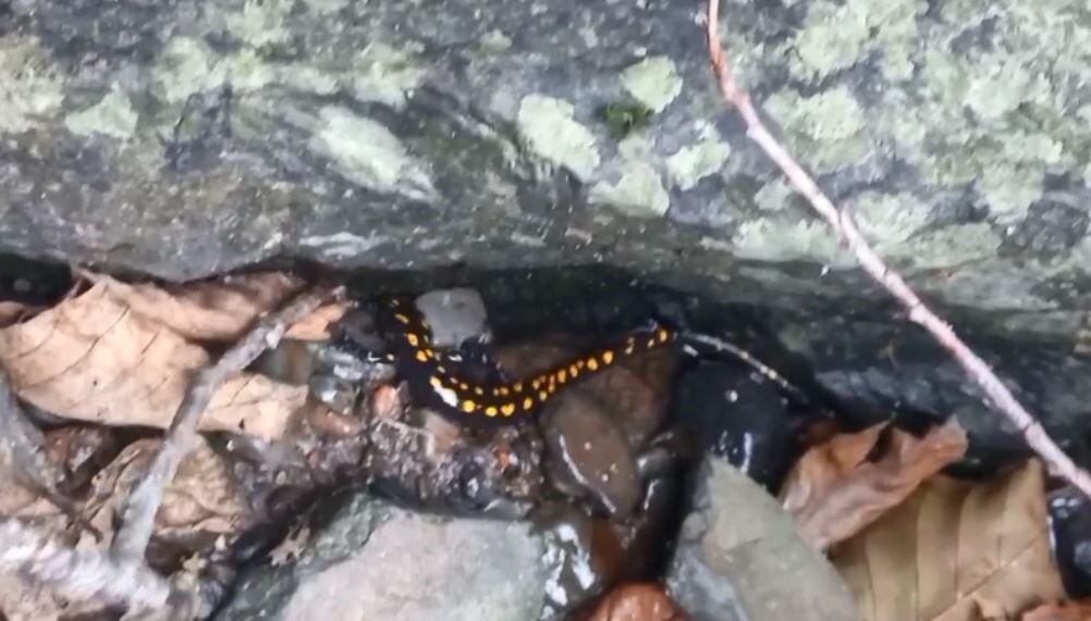 RTVİN’İN ŞAVŞAT İLÇESİNDE KORUMA ALTINDAKİ OLAN  KAFKAS SEMENDERİ GÖRÜNTÜLENDİ.