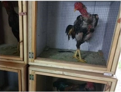 SAKARYA'NIN KOCAALİ İLÇESİNDE HOROZ DÖVÜŞÜ YAPTIRILAN ADRESE DÜZENLENEN OPERASYONDA 34 KİŞİYE...