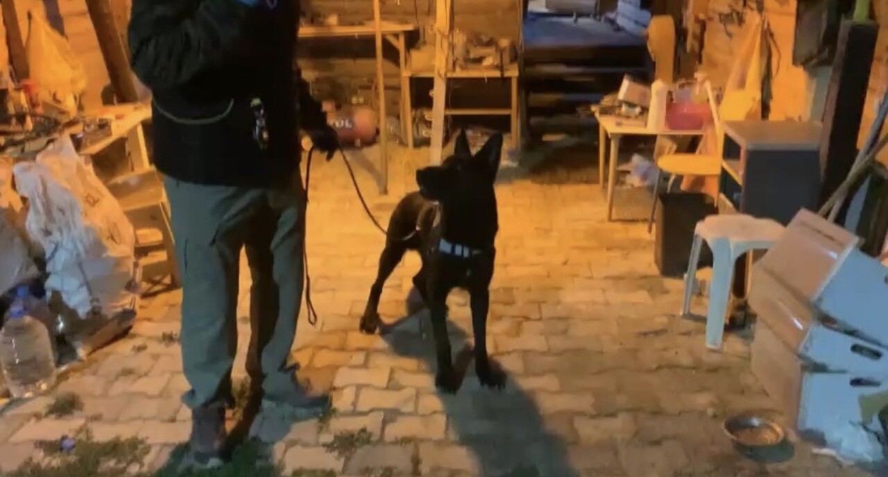 SAMSUN'DA BİR BAĞ EVİNE DÜZENLENEN OPERASYONDA, NARKOTİK KÖPEĞİ TONY'NİN TEPKİ VERDİĞİ BÖLGELERDE...