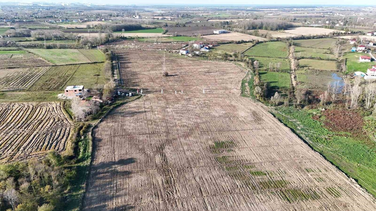 SAMSUN’DA TEKKEKÖY BELEDİYESİ ÖNCÜLÜĞÜNDE 100 DÖNÜMLÜK ARAZİYE İNCİR AĞAÇLARI DİKİLDİ. BEŞ YIL...