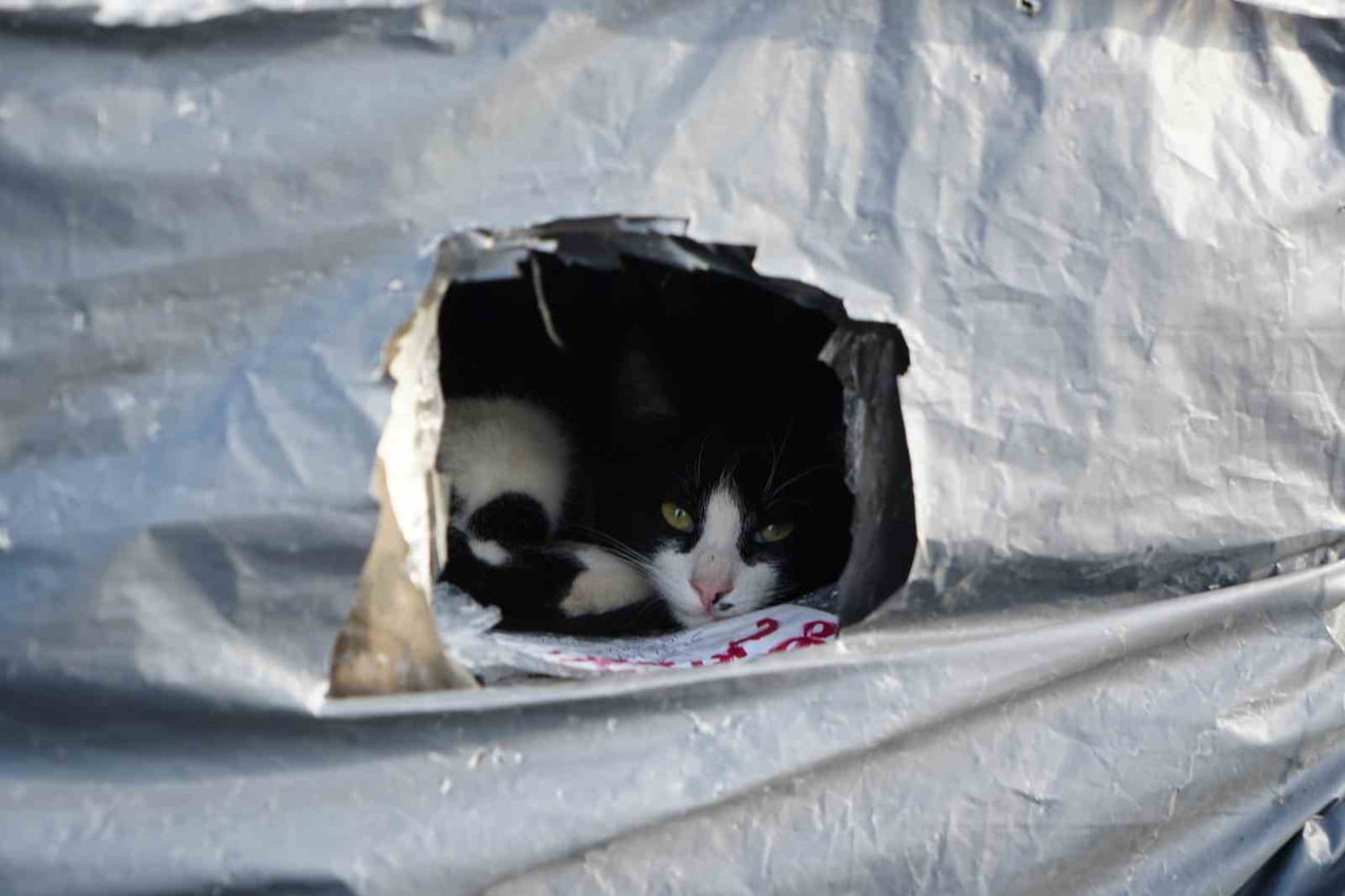 SAMSUN SAHİLİNDE KAYALIKLAR, HAYVANSEVERLERİN YERLEŞTİRDİĞİ YUVALARLA SOĞUK HAVALARDA KEDİLER İÇİN...