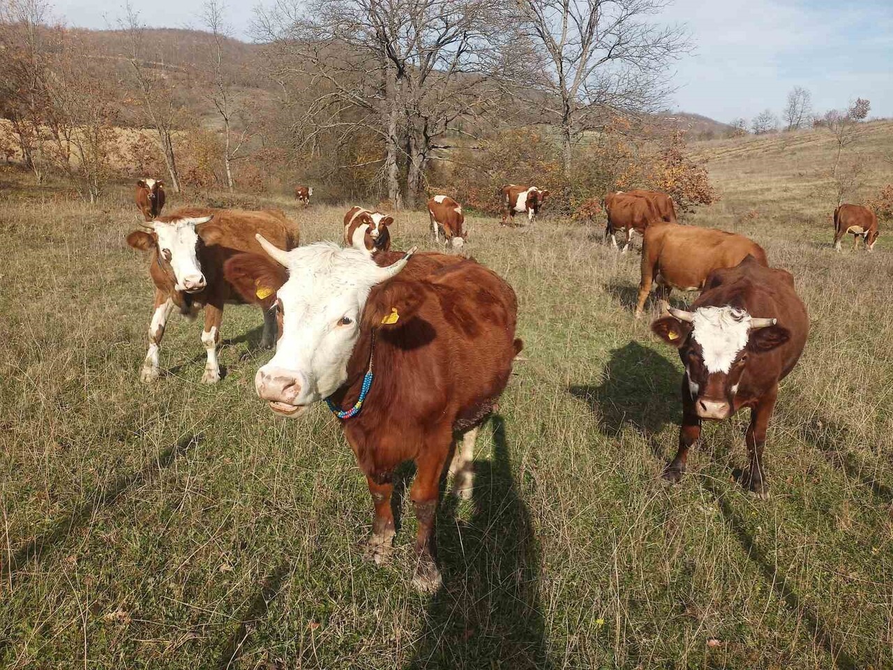 SAMSUN’UN 2026 YILI ŞAP AŞILAMA PROGRAMI ÜÇ DÖNEM HALİNDE UYGULANACAK. PROGRAMIN İLK DÖNEMİ 1...