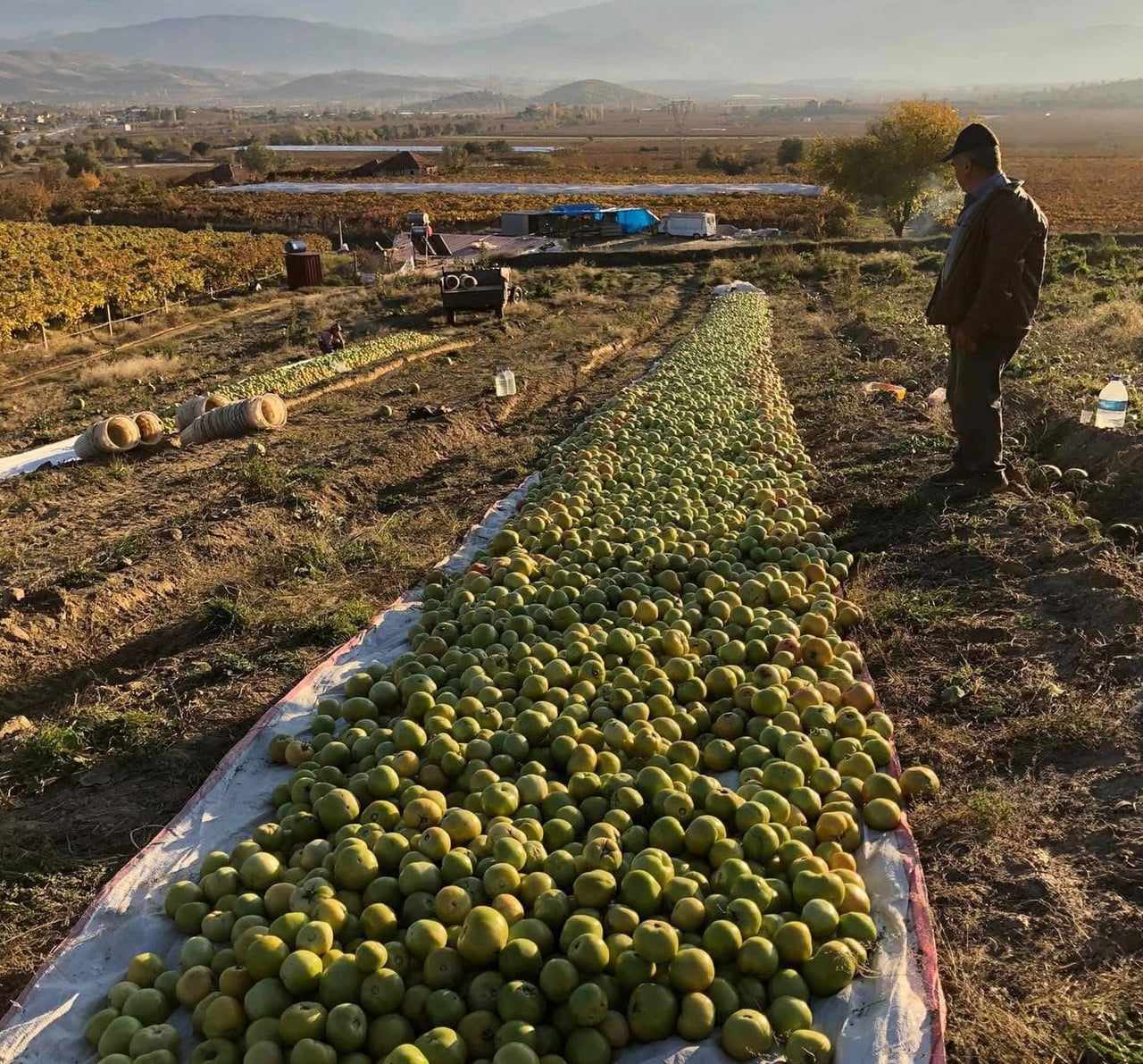 SARIGÖL’DE DOMATES ÜRETİCİLERİ, GECELERİ ETKİLİ OLAN KIRAĞIYA KARŞI YEŞİL HALDE TOPLADIKLARI...