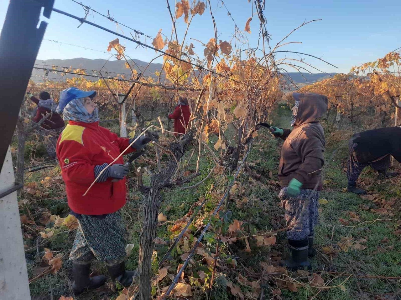 SARIGÖL’DE ÜZÜM BAĞLARINDA BAŞLATILAN YENİLEME ÇALIŞMALARI, KADIN TARIM İŞÇİLERİNE YENİ İSTİHDAM...