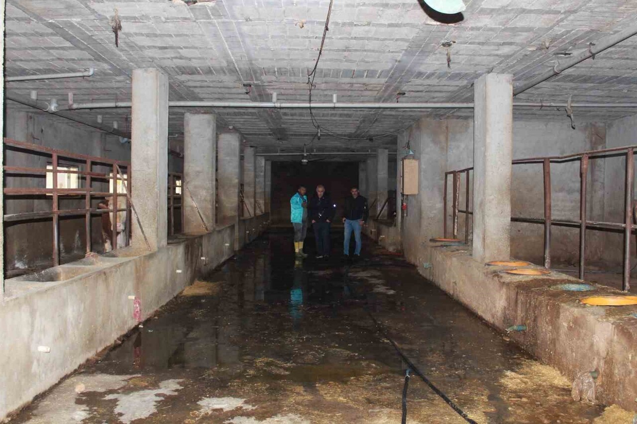 SİİRT'TE BÜYÜKBAŞ HAYVANCILIĞI YAPAN BESİCİNİN SON 3 BUÇUK AY İÇERİSİNDE 54 HAYVANI BİLİNMEYEN BİR...