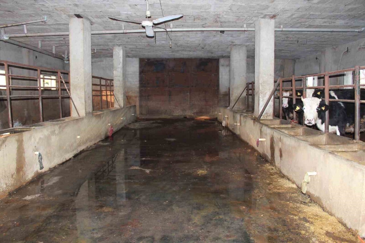 SİİRT'TE BÜYÜKBAŞ HAYVANCILIĞI YAPAN BESİCİNİN SON 3 BUÇUK AY İÇERİSİNDE 54 HAYVANI BİLİNMEYEN BİR...