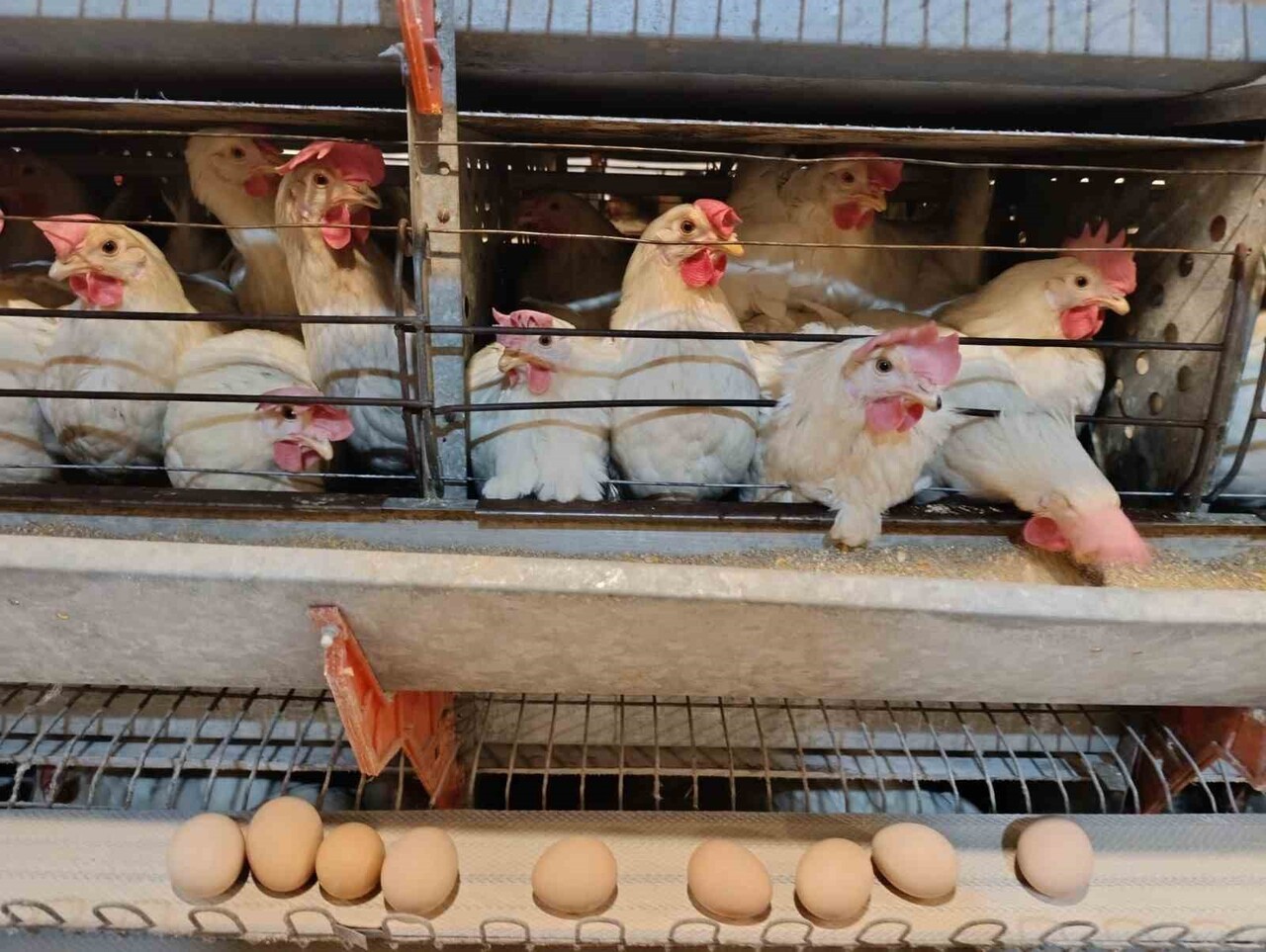 SİMAV’IN KUŞU BELDESİNDE GÜNLÜK 15 BİN YUMURTA ÜRETİMİ