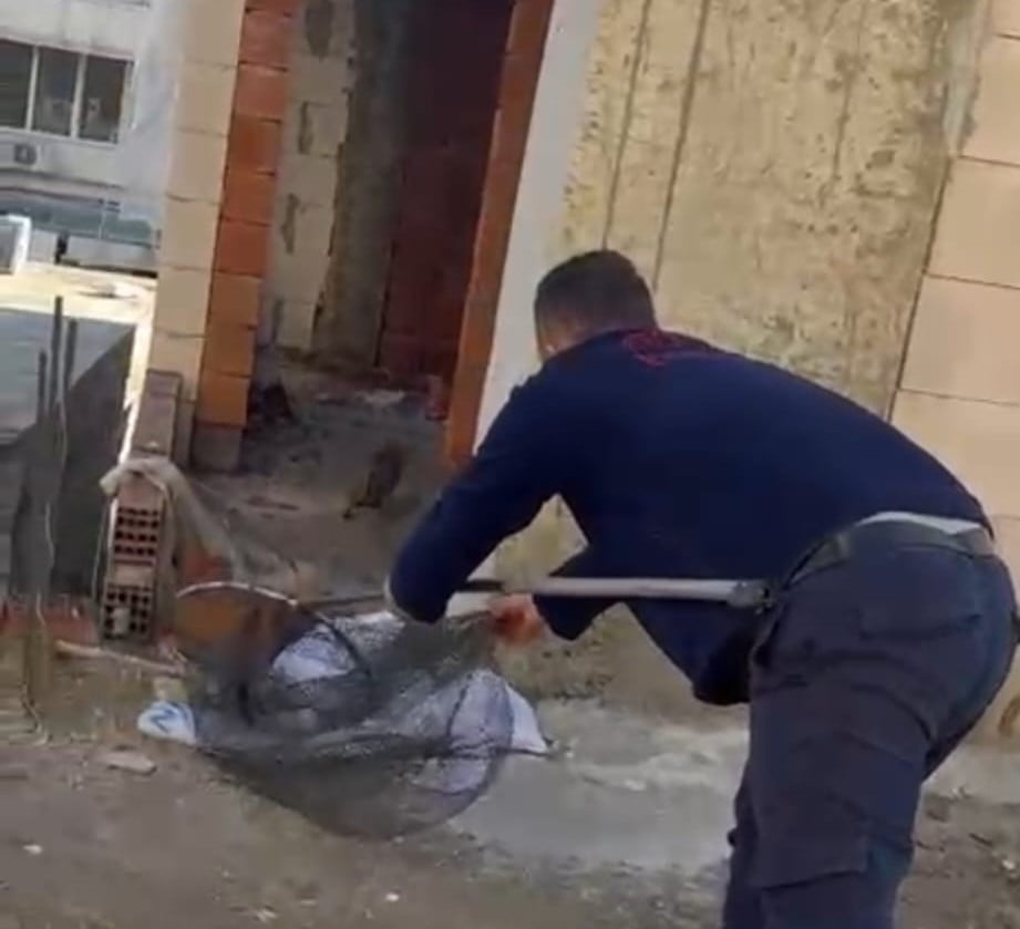 ŞIRNAK’IN CİZRE İLÇESİNDE BİR İŞ MERKEZİNİN ASANSÖR BOŞLUĞUNDA MAHSUR KALAN KEDİ İÇİN İTFAİYE...