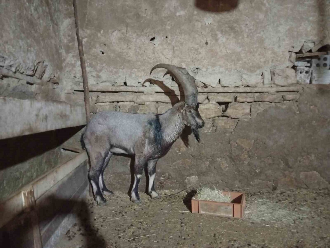 SİVAS’IN YAYLADA YARALI HALDE BULUNAN VE KORUMA ALTINA ALINAN DAĞ KEÇİSİ, DOĞA KORUMA VE MİLLİ...