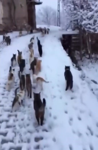 SOĞUK KIŞ GÜNLERİNDE YÜREK ISITAN GÖRÜNTÜLER ERZİNCAN’DAN