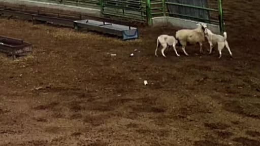 Sokak köpeklerinin saldırısına uğrayan koyun telef oldu