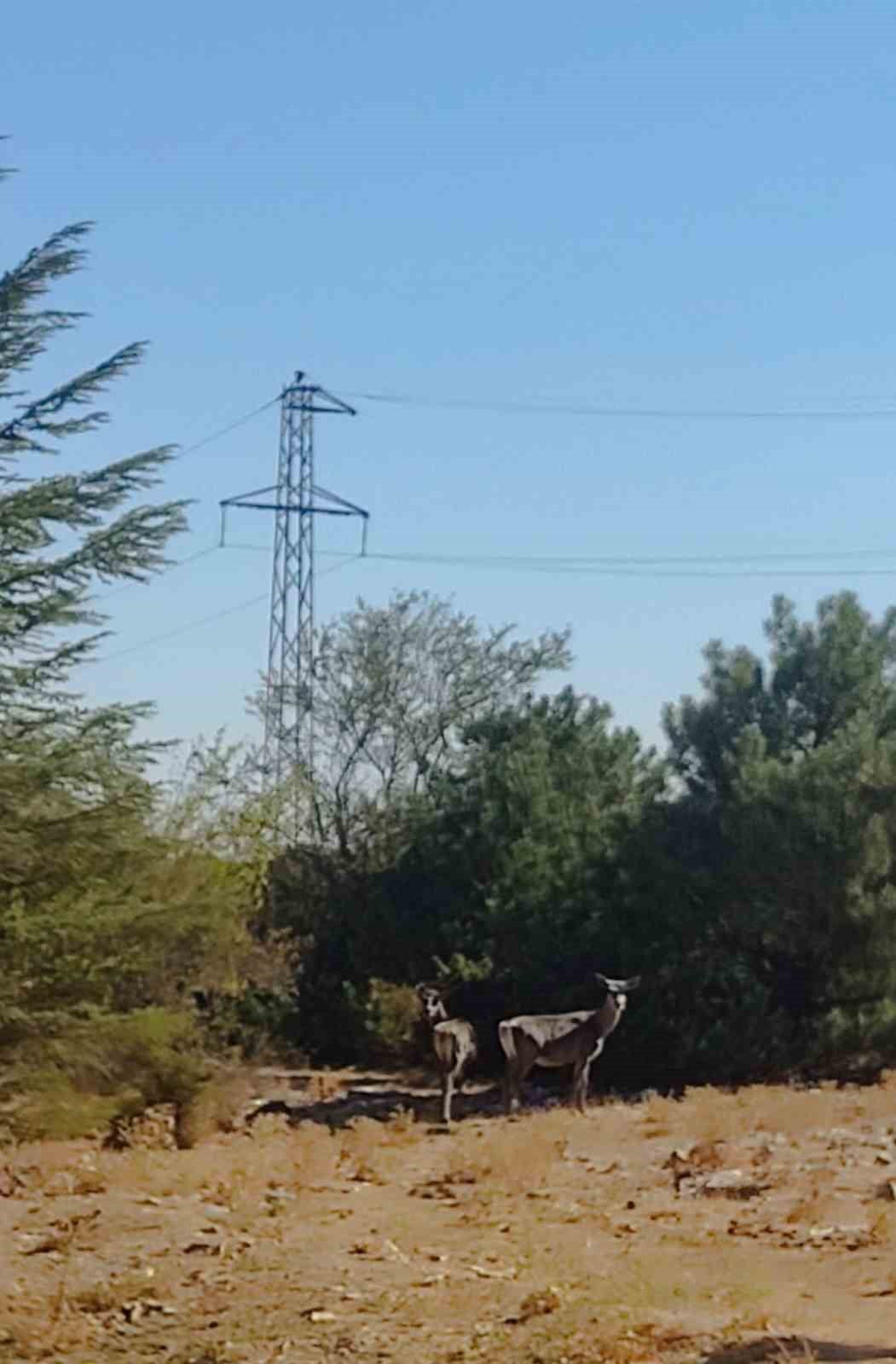 SPİL DAĞI MİLLİ PARKI’NA 2022 YILINDA DOĞAYA KAZANDIRILAN KIZIL GEYİKLERDEN İKİ TANESİ, AYLAR...