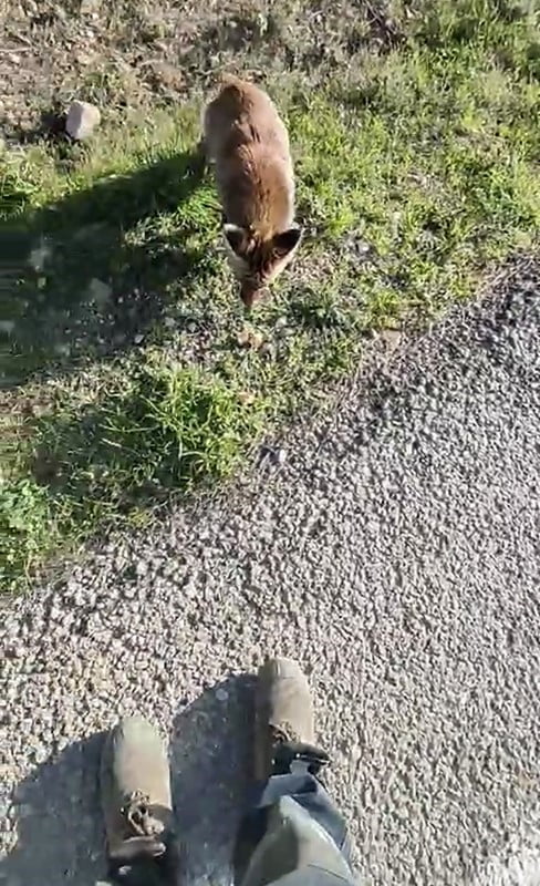 TARİHİ GELİBOLU YARIMADASINI GEZEN EKREM NİZAMOĞLU, BÖLGENİN MASKOTU OLAN TİLKİYİ ELİYLE...