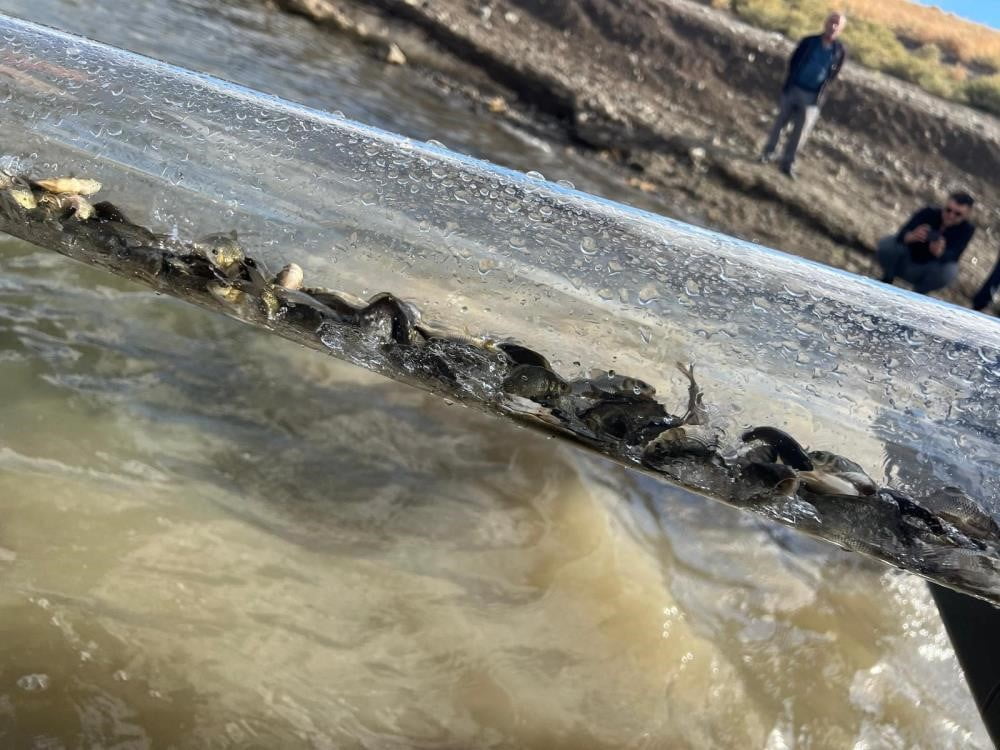 TARIM VE ORMAN BAKANI İBRAHİM YUMAKLI, 2025 YILINDA DENİZ, GÖL VE GÖLETLERE 83 MİLYON BALIK...