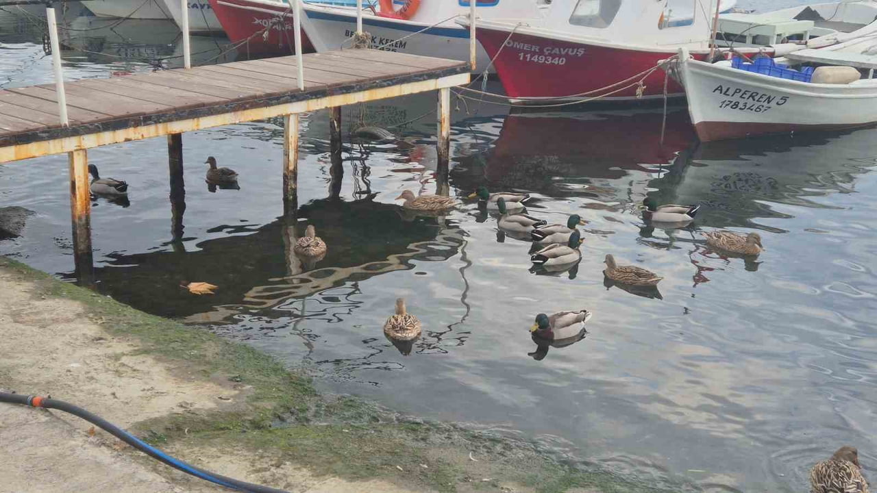 TEKİRDAĞ'IN SÜLEYMANPAŞA İLÇESİNDEKİ BALIKÇI BARINAĞINDA YAŞAYAN YAKLAŞIK 150 ÖRDEK, BALIKÇILAR VE...