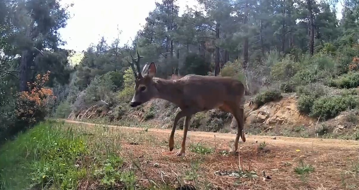 TEKİRDAĞ’IN ŞARKÖY İLÇESİNDE YABAN HAYATINI TAKİP ETMEK İÇİN ORMANLIK ALANA YERLEŞTİRİLEN...