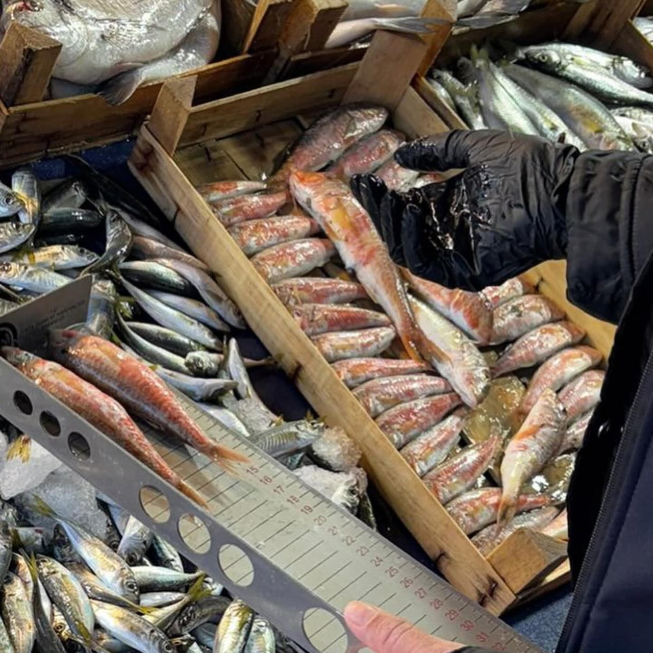 TEKİRDAĞ TARIM VE ORMAN MÜDÜRLÜĞÜ DENETİM EKİPLERİ, 1380 SAYILI SU ÜRÜNLERİ KANUNU KAPSAMINDA İL...