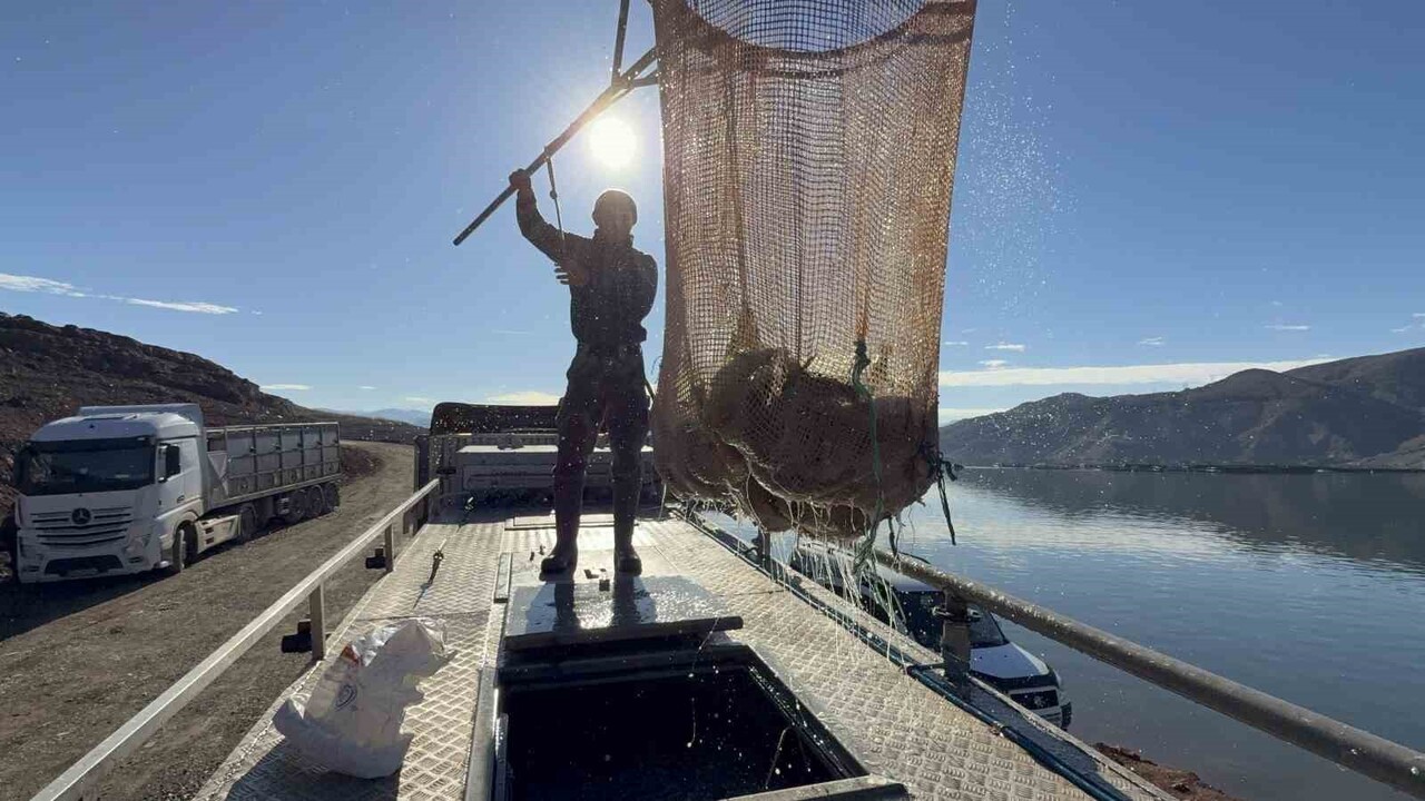 TOKAT (İHA) - DENİZİ OLMAYAN TOKAT’IN ALMUS İLÇESİNDEKİ BARAJDA YETİŞTİRİLEN TÜRK SOMONLARI SİNOP...