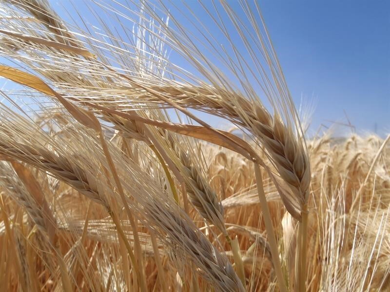 TOPRAK MAHSULLERİ OFİSİ (TMO), BURSA, KONYA, KAYSERİ, TEKİRDAĞ, DİYARBAKIR, ÇORUM VE SAKARYA GİBİ...