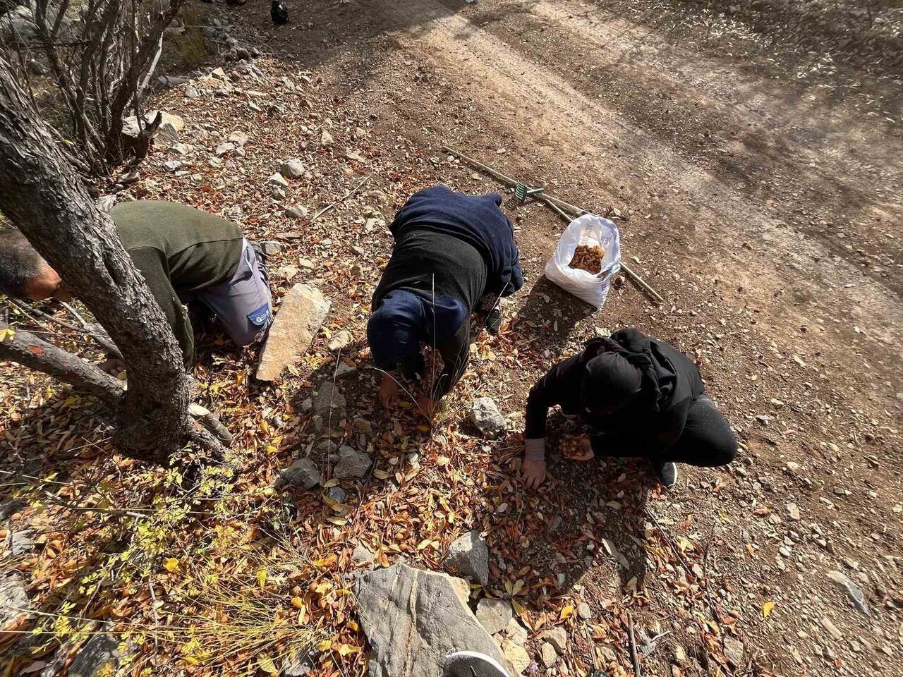 TOROS DAĞLARI’NDA 30 YIL ÖNCE AŞILANAN GİZEMLİ MEYVELER: HAYIRSEVERİN İZLERİ BUGÜN HALA...