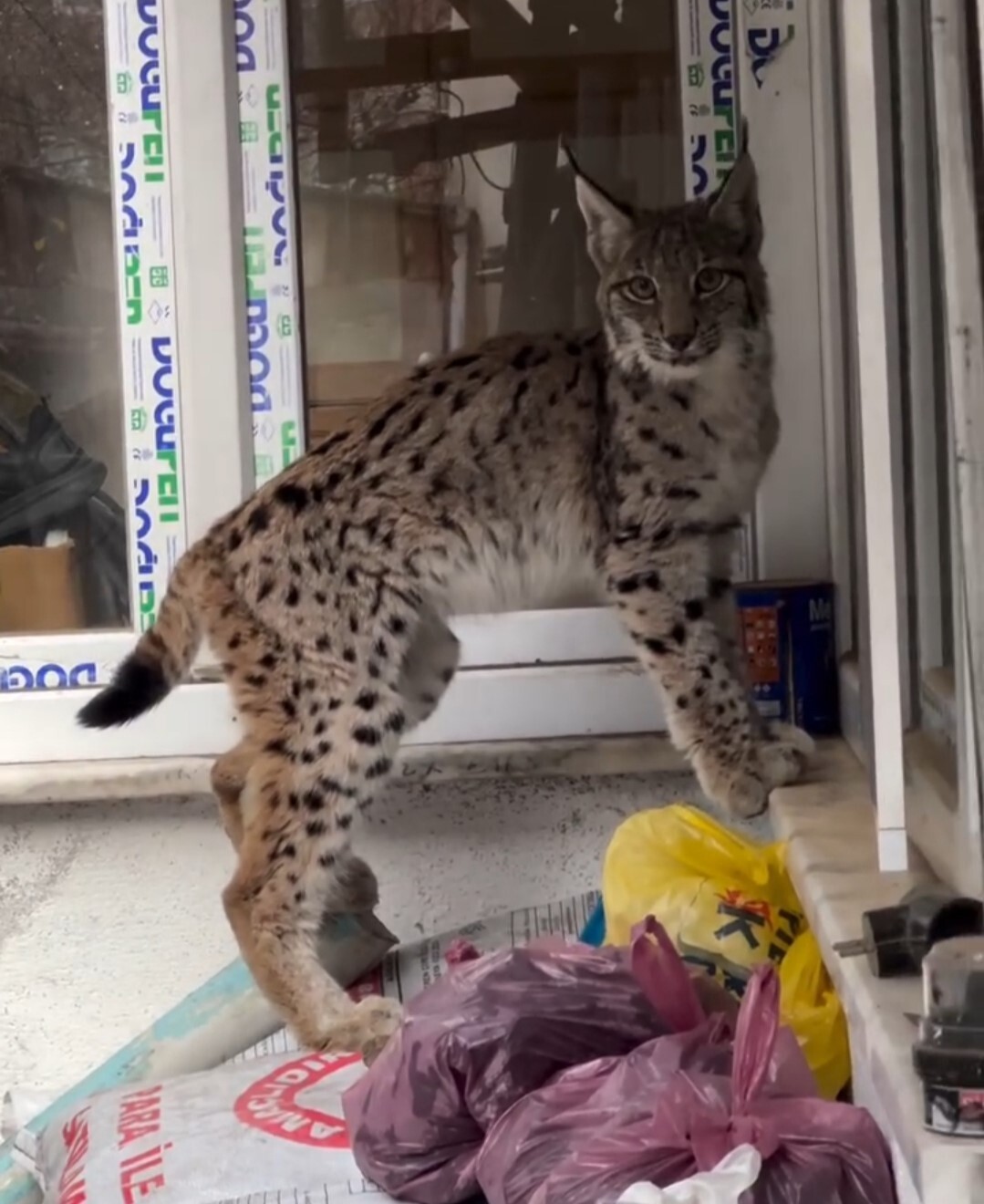 TORUL İLÇE MERKEZİNDE YOLUNU ŞAŞIRAN YAVRULUKTAN ÇIKMIŞ GENÇ BİR VAŞAK, BİR EVİN ÖNÜNE KADAR...