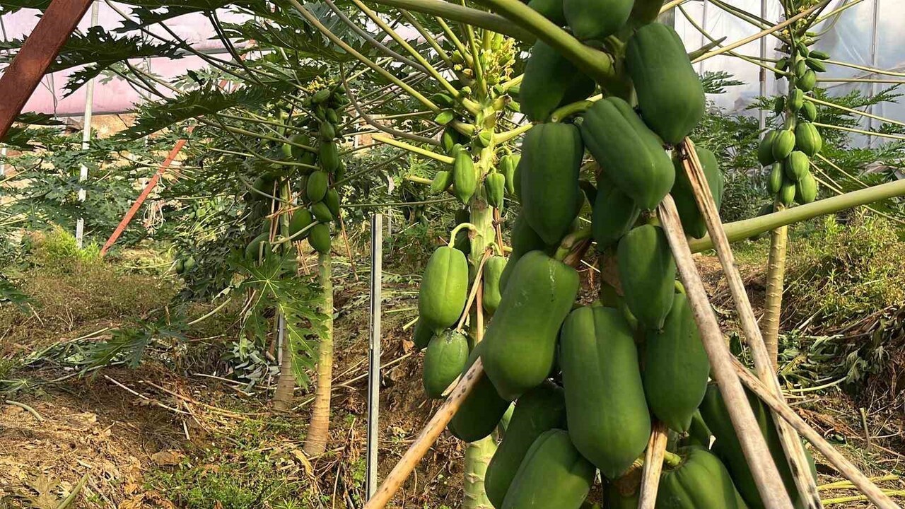 TROPİKAL MEYVE ÜRETİCİLERİ BİRLİĞİ BAŞKANI ALİ HÜDDOĞLU, ALANYA VE ÇEVRESİNDE TROPİKAL MEYVE...