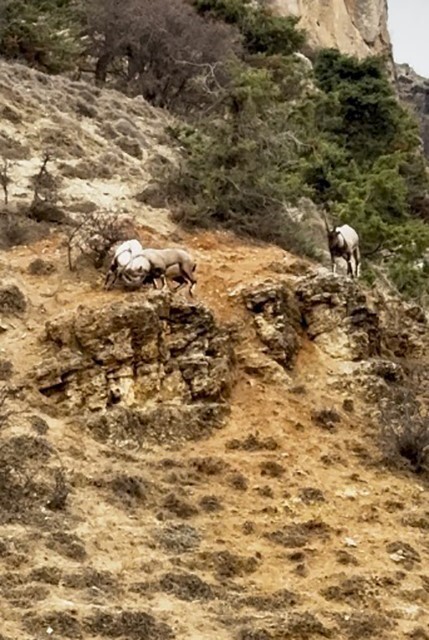 TUNCELİ’NİN ÇEMİŞGEZEK İLÇESİNDE DOĞA YÜRÜYÜŞÜ SIRASINDA KARŞILAŞILAN İKİ TEKENİN LİDERLİK...
