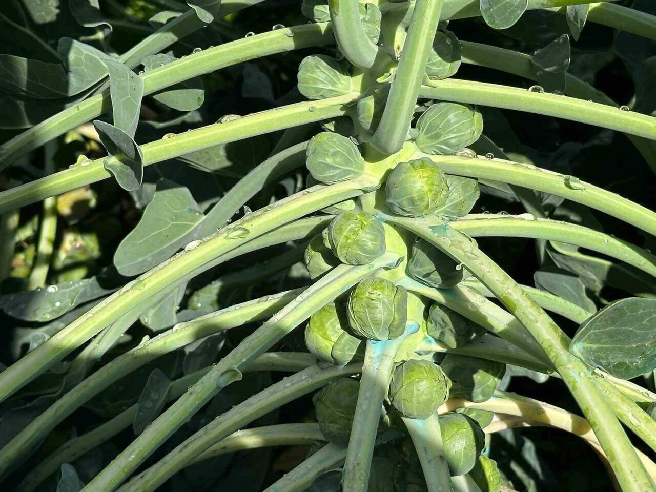 TÜRKİYE'DE BRÜKSEL LAHANASI ÜRETİMİNİN ÖNEMLİ BÖLÜMÜNÜ KARŞILAYAN BURSA'NIN İZNİK İLÇESİNDEKİ...