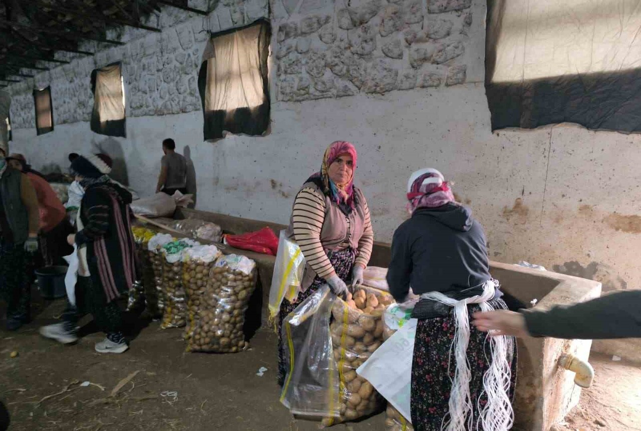 TÜRKİYE’NİN PATATES ÜRETİM MERKEZLERİNDEN BİRİSİ OLAN AFYONKARAHİSAR’IN ŞUHUT İLÇESİNDE PATATES...