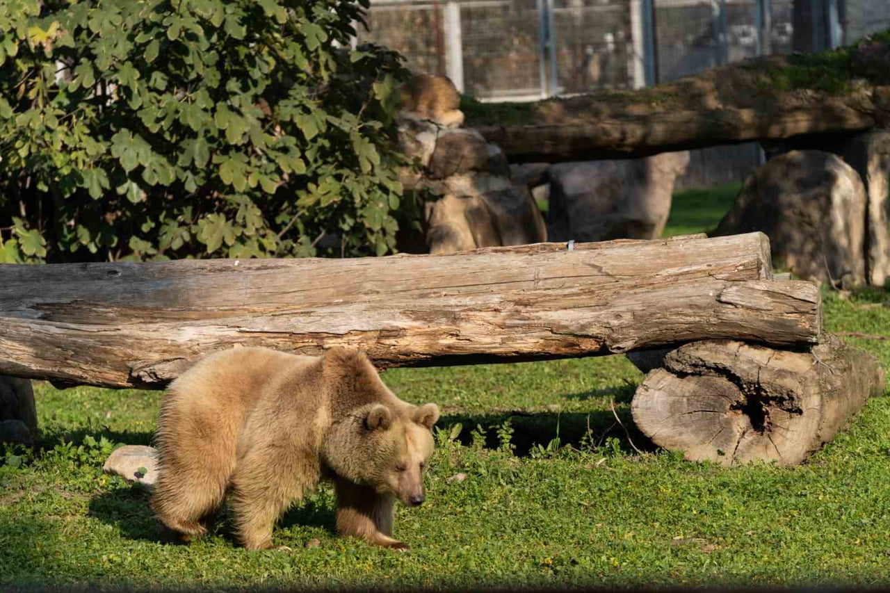 UMUK İSİMLİ BOZ AYI