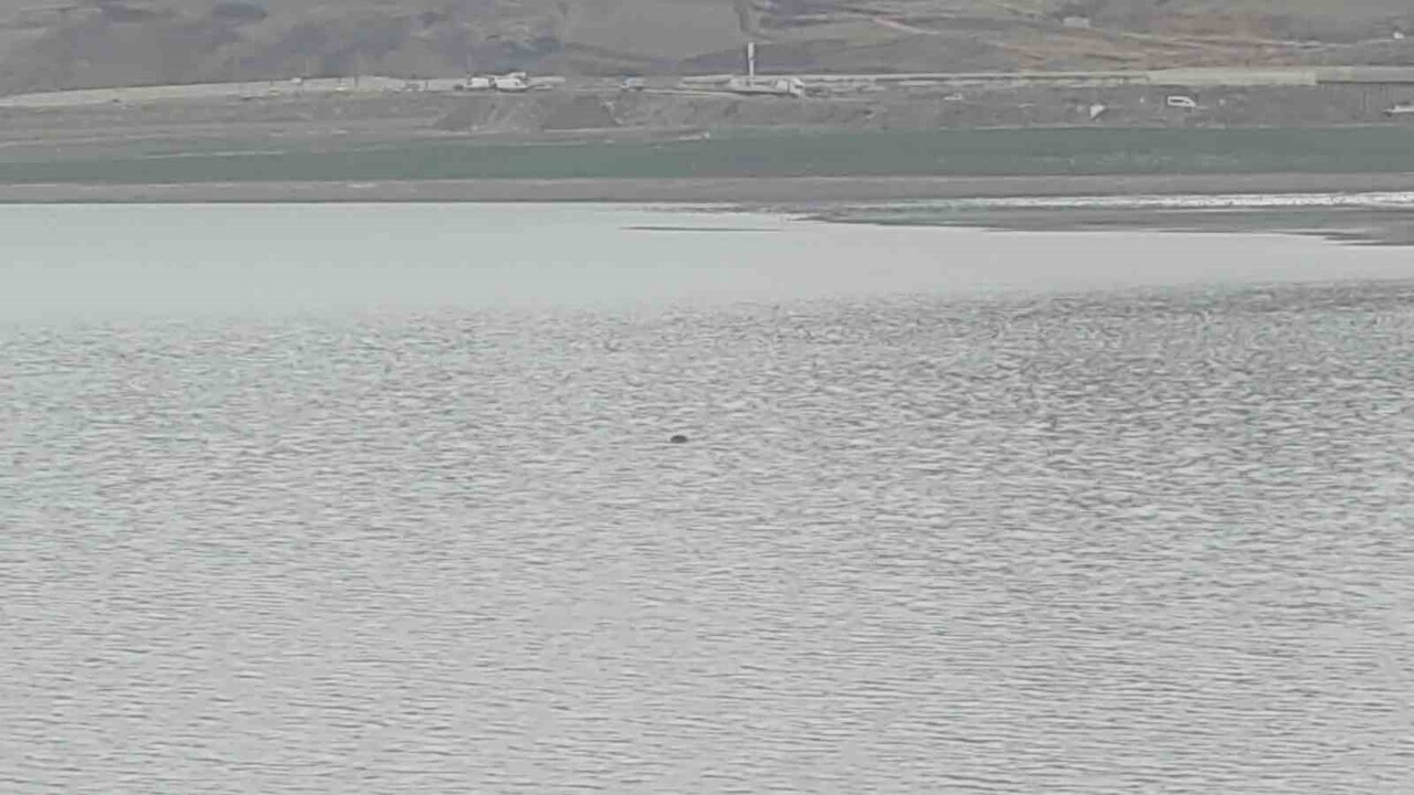 VAN'IN İPEKYOLU İLÇESİNDE SAHİBİNİN ELİNDEN KAÇAN BİR İNEK, SIHKE GÖLETİ'NE GİREREK TELEF...