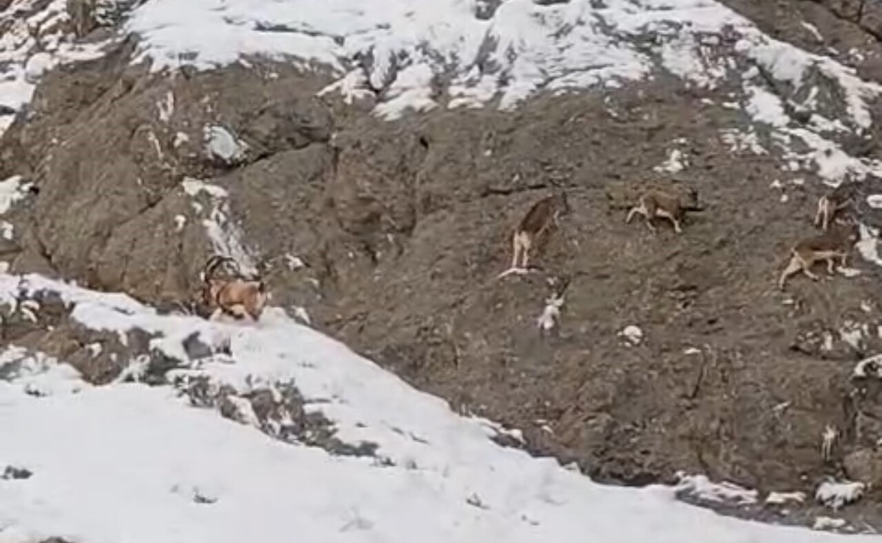 VAN-YÜKSEKOVA KARA YOLU ÜZERİNDE ZORLU COĞRAFYASIYLA BİLİNEN GÜZELDERE BÖLGESİNİN KARLI...