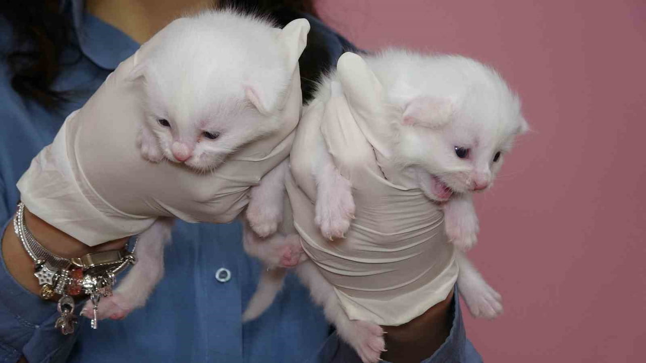 VAN YÜZÜNCÜ YIL ÜNİVERSİTESİ (VAN YYÜ) BÜNYESİNDE FAALİYET GÖSTEREN VAN KEDİSİ ARAŞTIRMA VE...