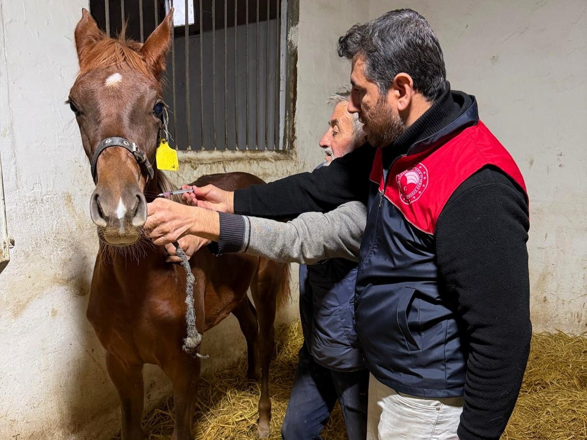 VİZE İLÇE TARIM VE ORMAN MÜDÜRLÜĞÜ TEKNİK PERSONELLERİ TARAFINDAN, HARALARDA YETİŞTİRİLEN SAFKAN...