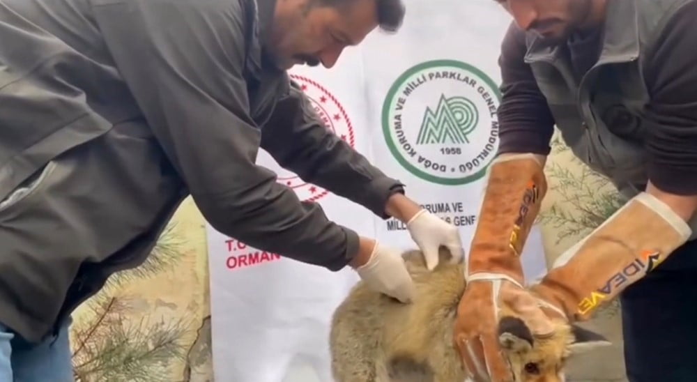 YARALI KIZIL TİLKİ TEDAVİ EDİLEREK DOĞAYA SALINDI