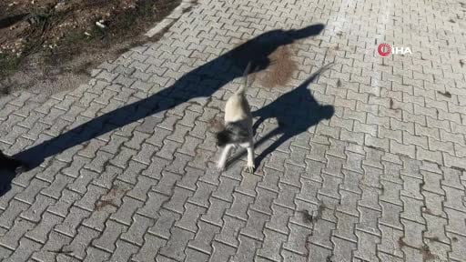 Yavru kangalın dronla imtihanı