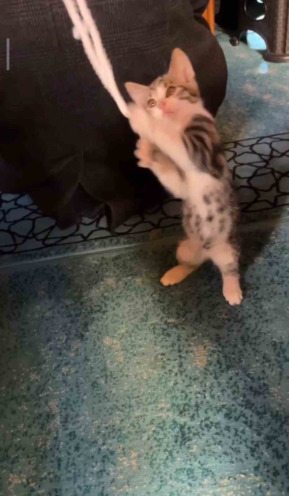 YAVRU KEDİ CAMİDE VAAZ SIRASINDA CEMAATLE VE TESBİHLE OYNADI