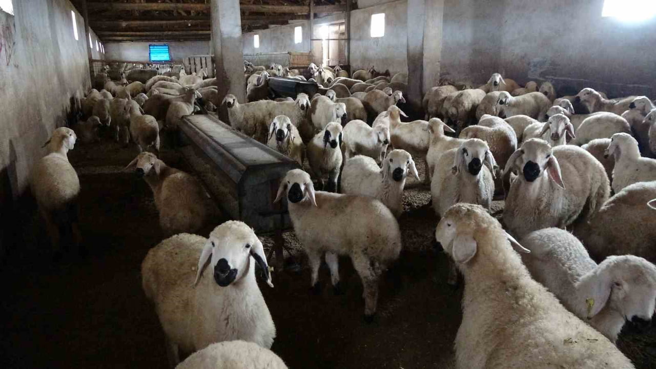 YOZGAT’IN BOĞAZLIYAN İLÇESİNDE YAŞAYAN İBRAHİM TAMER, 40 YILDIR KÜÇÜKBAŞ HAYVAN YETİŞTİRİCİLİĞİ...