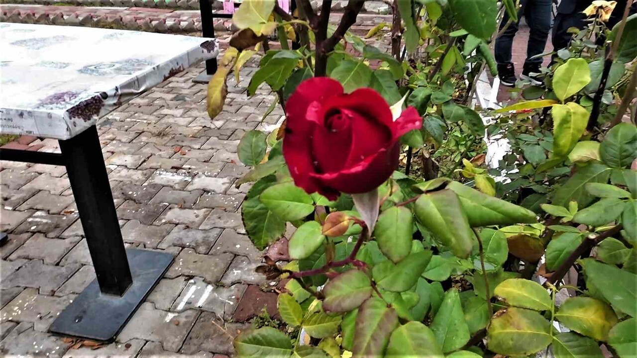 YOZGAT’IN ŞEFAATLİ İLÇESİNDE MEVSİM NORMALLERİNİN ÜZERİNDE SEYREDEN SICAKLIKLAR VE KURAK GEÇEN YAZ...