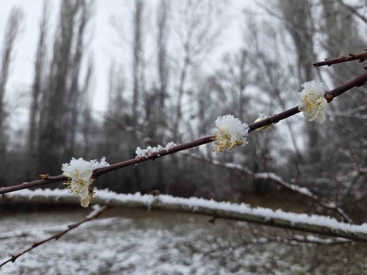 YOZGAT’IN SORGUN İLÇESİNE BAĞLI ARAPLI KASABASINDA MEVSİM NORMALLERİNİN ÜZERİNDE SEYREDEN HAVA...