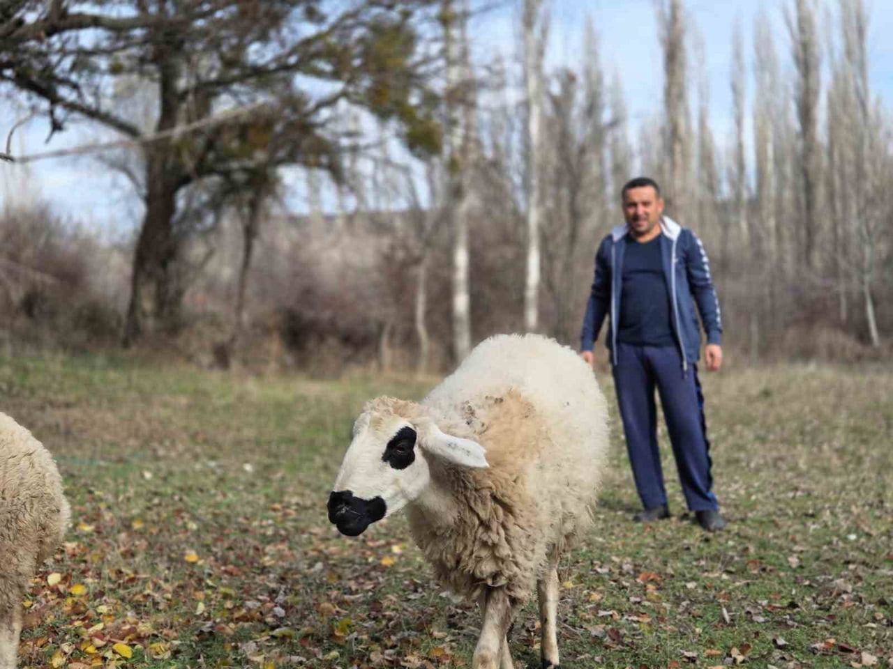 YOZGAT’IN SORGUN İLÇESİNE BAĞLI ARAPLI KASABASINDA YAŞAYAN EROL ÖNAL, KESMEK AMACIYLA ALDIĞI İKİ...