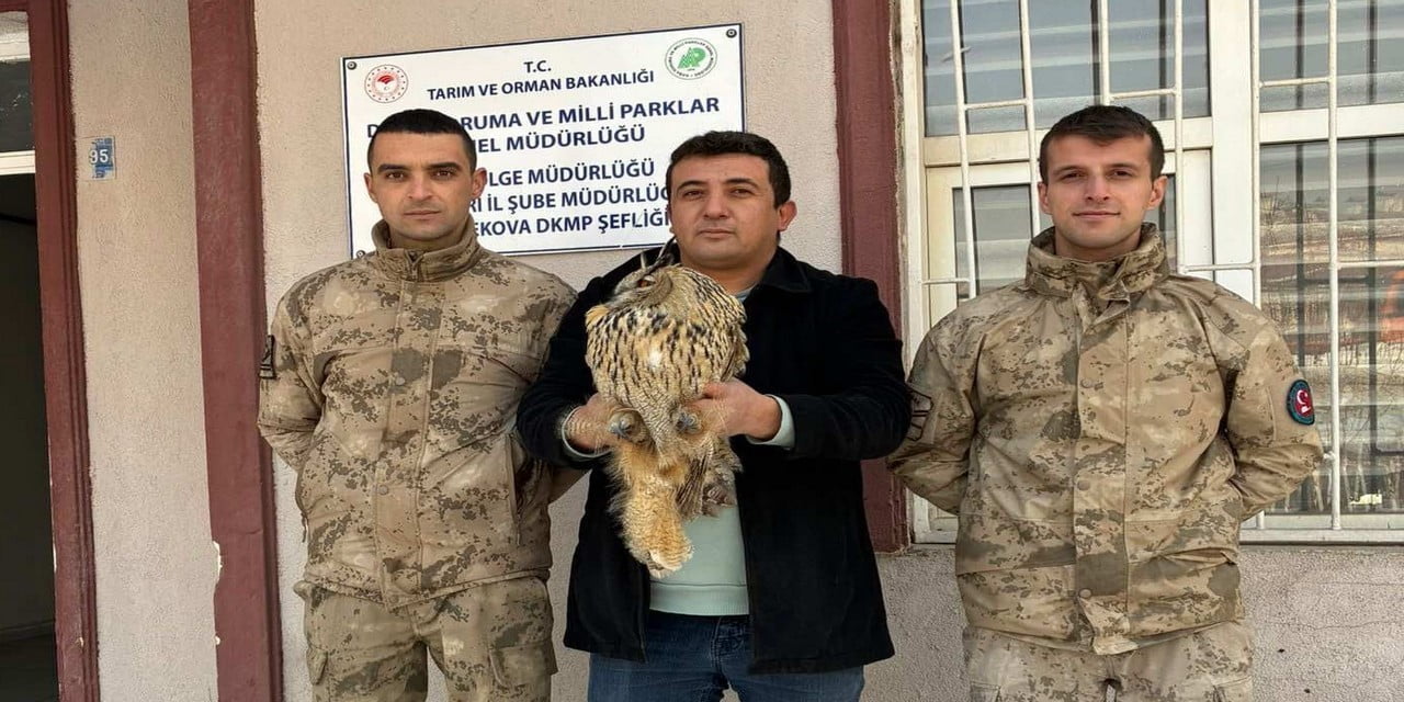 YÜKSEKOVA İLÇESİNDE JANDARMA EKİPLERİ TARAFINDAN YARALI HALDE BULUNAN BOYNUZLU BAYKUŞ TEDAVİ...