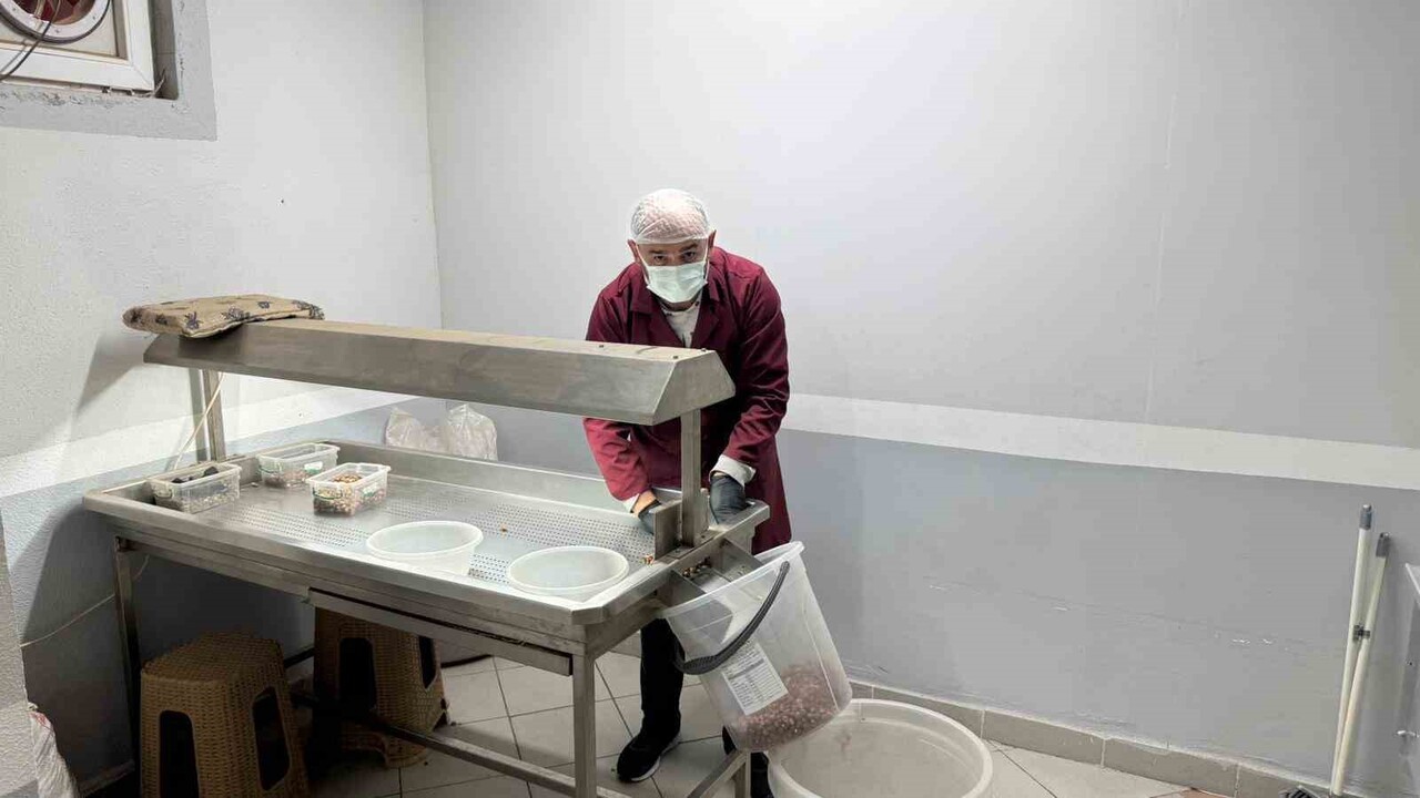 ZONGULDAK’IN ALAPLI İLÇESİNDE FINDIK ÜRETİCİLERİ, SEZONUN KAPANMASININ ARDINDAN ÇEREZLİK...