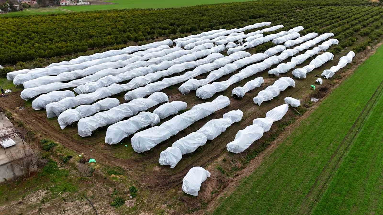 ADANA'DA BİR ÇİFTİ, ZİRAİ DONDAN ETKİLENMEMEK İÇİN 15 DÖNÜM LİMON AĞACINI FİLEYLE...