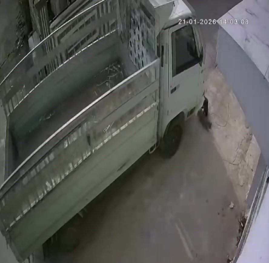 ADANA’DA BİR KİŞİ KAMYONETİ İLE İKİ KEDİNİN ÜZERİNDEN GEÇTİ, O ANLAR ANBEAN GÜVENLİK KAMERASINA...